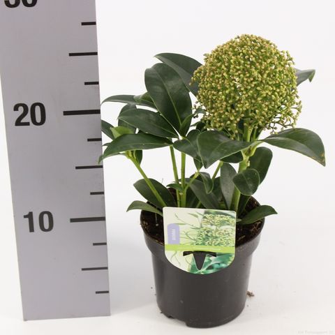 Skimmia japonica 'Фрагрант Клауд'