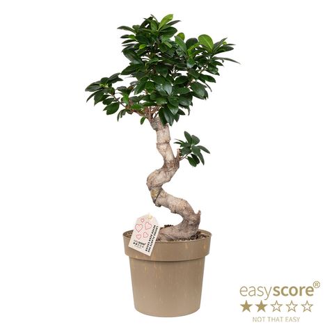 Ficus microcarpa