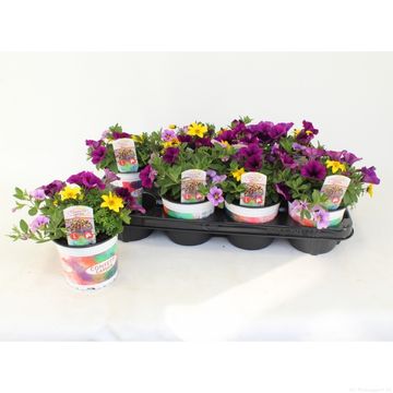 Bedding plants MIX IN POT