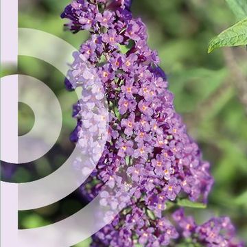 Buddleja davidii 'Ile de France'