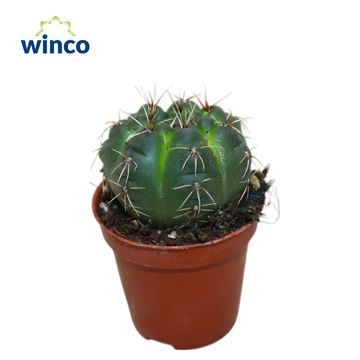 Gymnocalycium baldianum