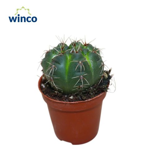 Gymnocalycium baldianum