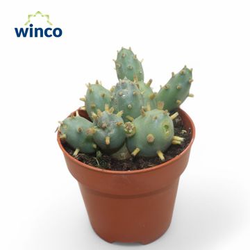 Tephrocactus rossianus