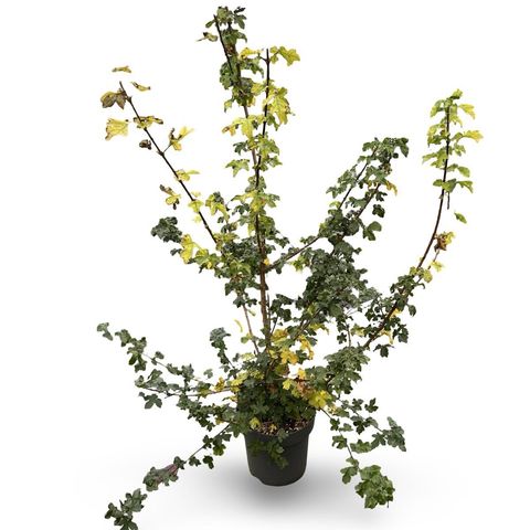 Acer campestre
