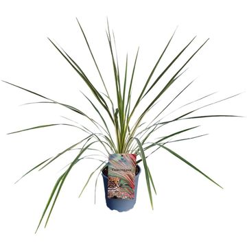Cordyline australis 'Torbay Dazzler'