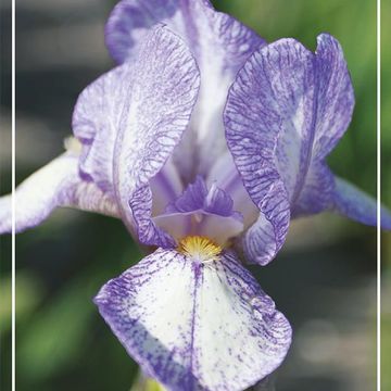 Iris 'Petite Monet'