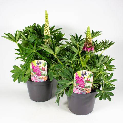 Lupinus 'Russell Hybrids MIX'