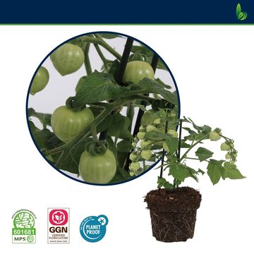 Solanum lycopersicum