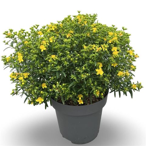 Hypericum kalmianum SUNNY BOULEVARD