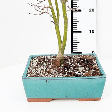 Acer palmatum 'Katsura'