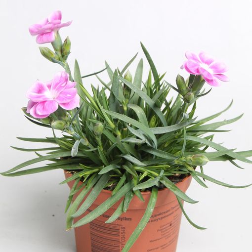 Dianthus SUNFLOR CHARMY — Рослини оптом FlorAccess