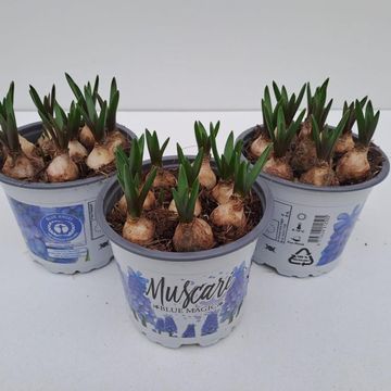 Muscari 'Blue Magic'