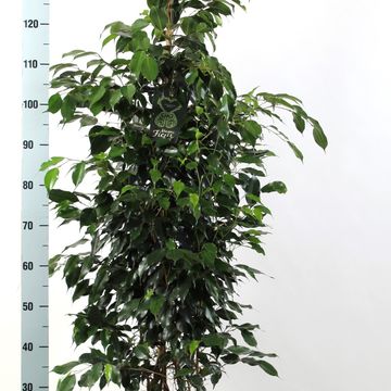 Ficus benjamina 'Midnight Lady'