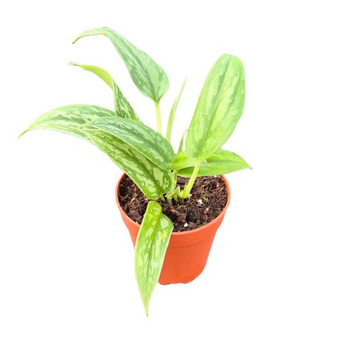 Scindapsus 'Stabilo Green Arrow'