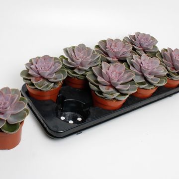 Echeveria 'Perle von Nürnberg'