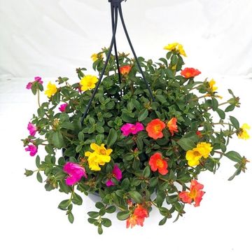 Portulaca oleracea CUPCAKE MIX IN POT