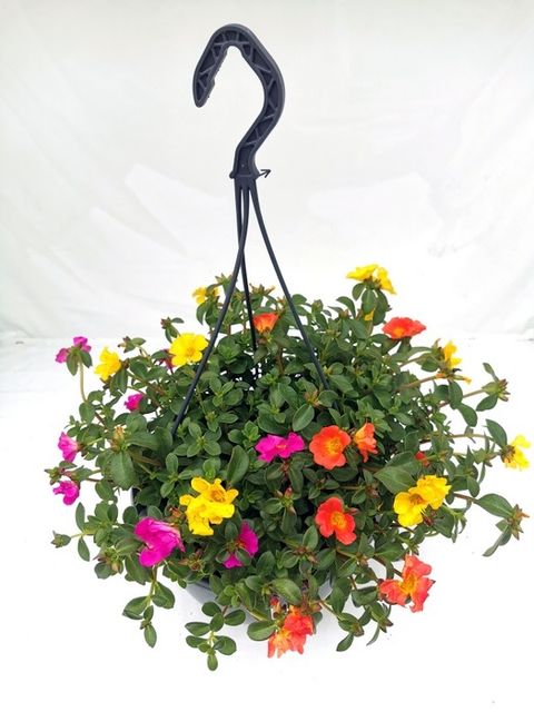 Portulaca oleracea CUPCAKE MIX IN POT