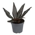 Pilea hitchcockii