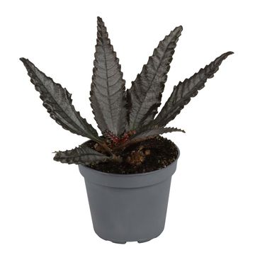 Pilea hitchcockii