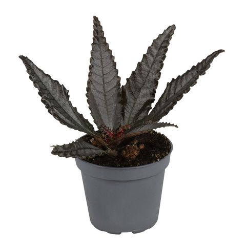Pilea hitchcockii