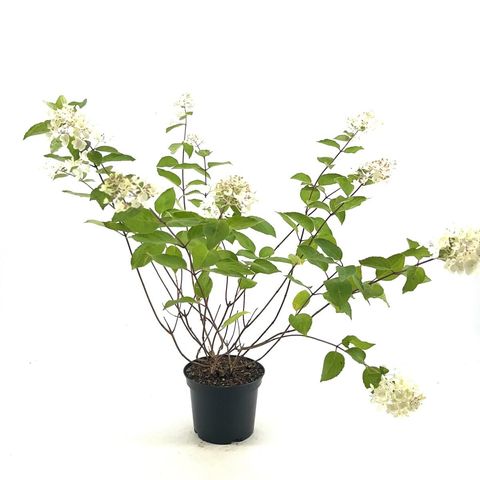 Hydrangea paniculata 'Grandiflora'