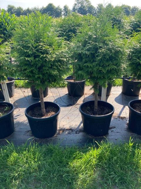 Thuja plicata 'Atrovirens'