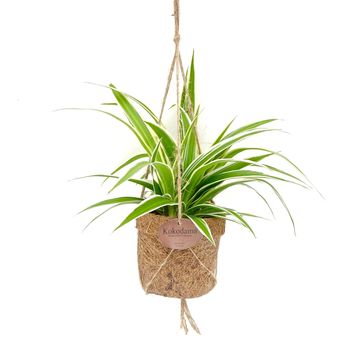 Plantes d'interieur MIX