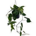 Philodendron hederaceum 'Variegata'