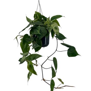 Philodendron hederaceum 'Variegata'