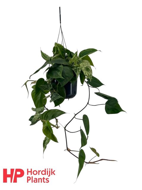 Philodendron hederaceum 'Variegata'