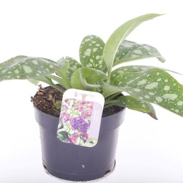 Pulmonaria 'Shrimps on the Barbie'