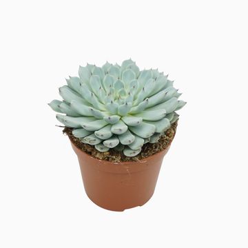 Echeveria cuspidata 'Texensis'