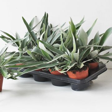 Platycerium veitchii 'Braam'