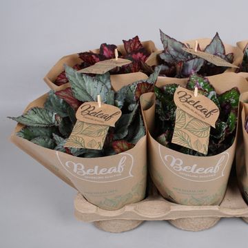 Begonia BELEAF MIX