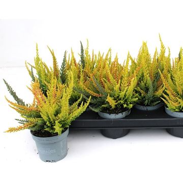 Calluna vulgaris SKYLINE MIX IN POT