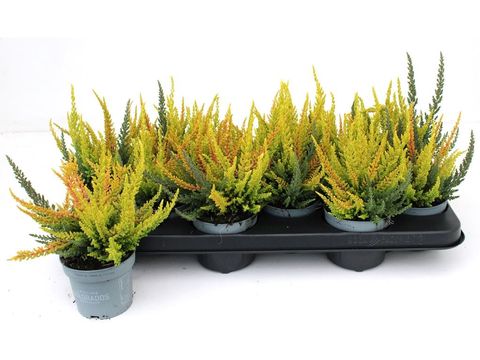 Calluna vulgaris SKYLINE MIX IN POT
