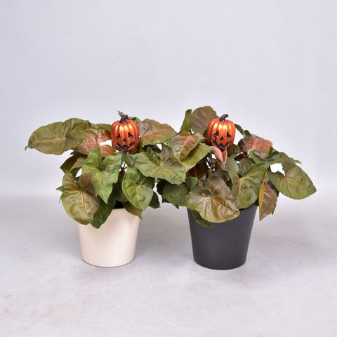 Syngonium