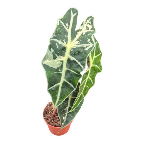 Alocasia 'Polly Variegata'