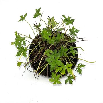 Geranium x oxonianum 'Rose Clair'