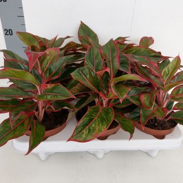Aglaonema 'King of Siam'