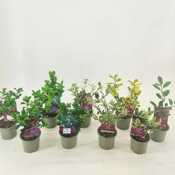 Ilex MIX