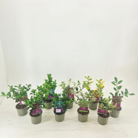 Ilex MIX