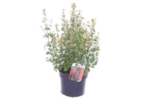 Agastache ARIZONA SUNSET YELLOW