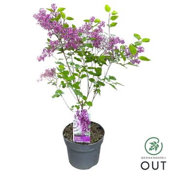 Syringa BLOOMERANG DARK PURPLE
