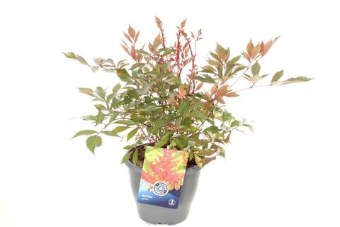 Astilbe 'Montgomery'