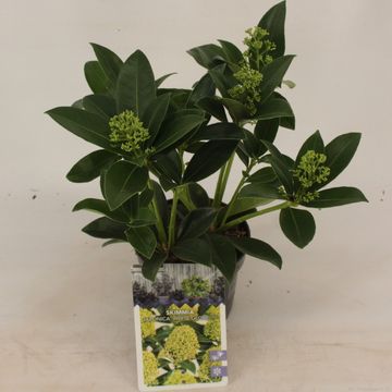 Skimmia japonica WHITE GLOBE