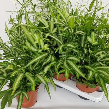 Pteris cretica 'Albolineata'