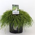 Chamaecyparis pisifera 'Filifera Nana'