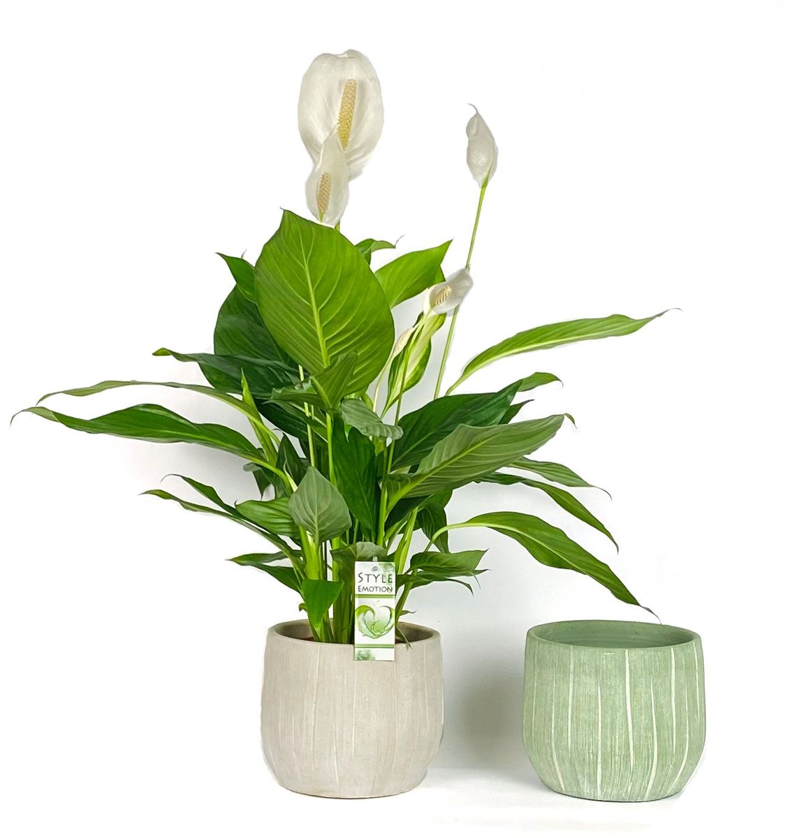 Spathiphyllum BINGO CUPIDO — Plant Wholesale FlorAccess