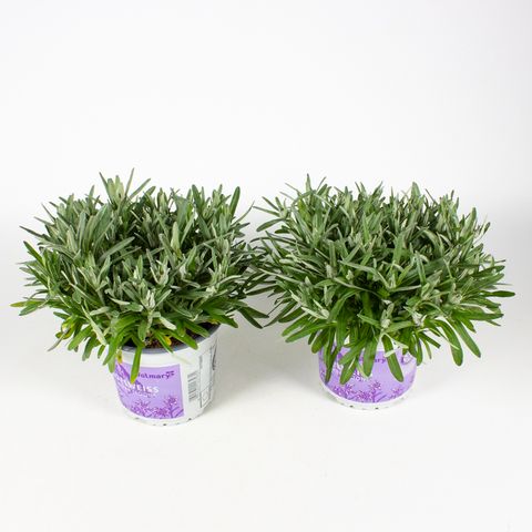 Leontopodium alpinum 'Matterhorn'